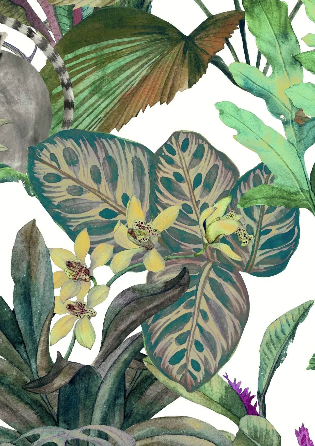 Gulqogʻoz Belize